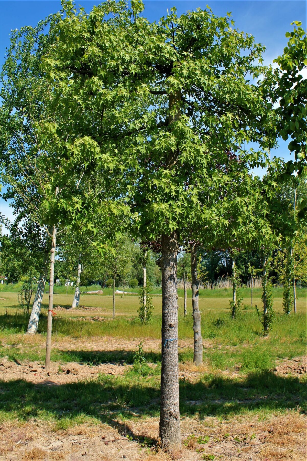 Volwassen Amberboom | Leivorm