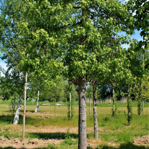 Volwassen Amberboom | Leivorm