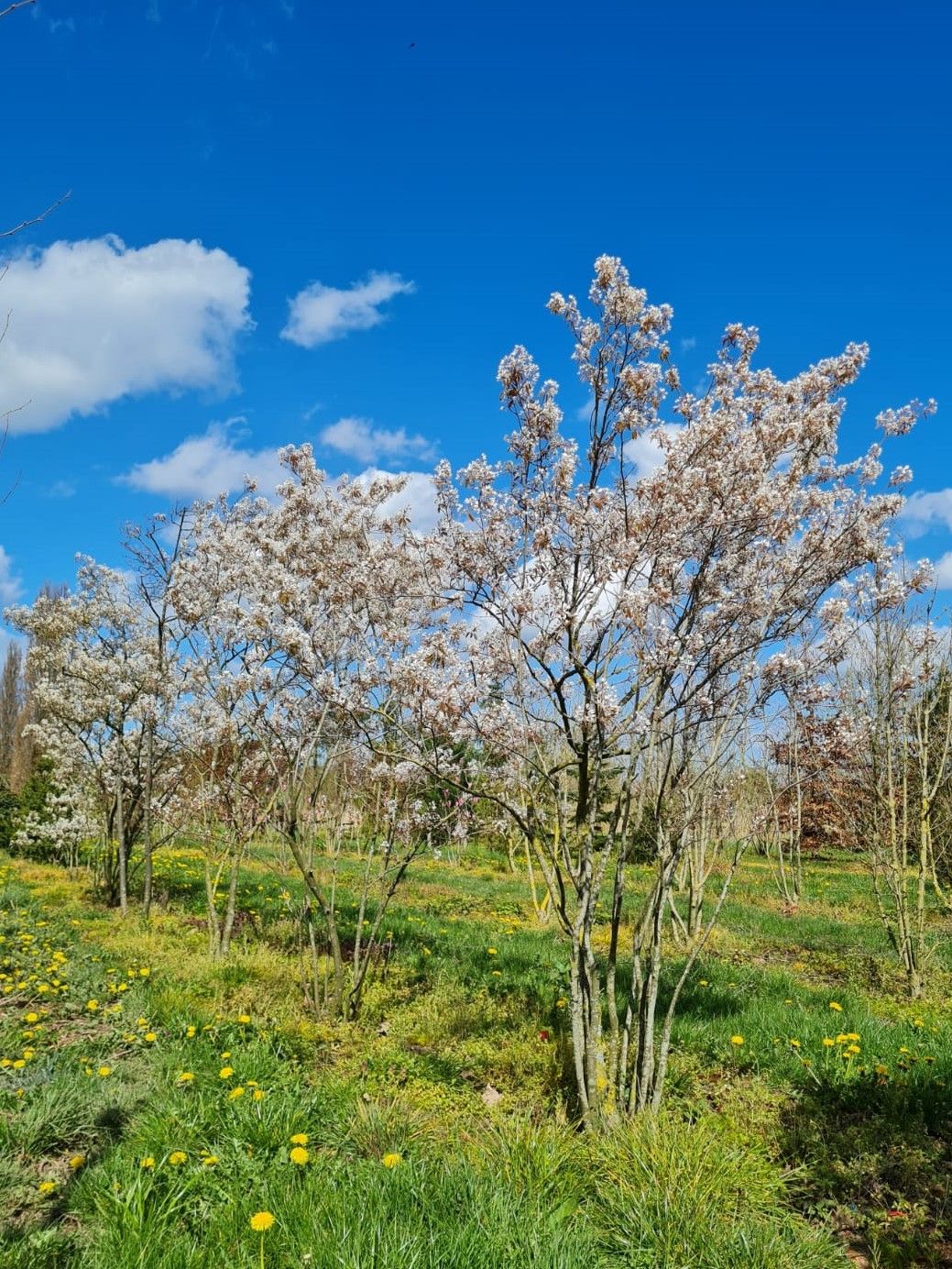 amerikaans-krentenboompje Jonge Krentenboom | Meerstammig