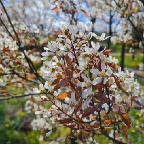 Jonge Krentenboom | Hoogstam