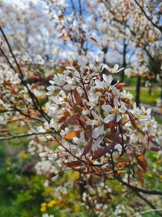 Jonge Krentenboom | Hoogstam