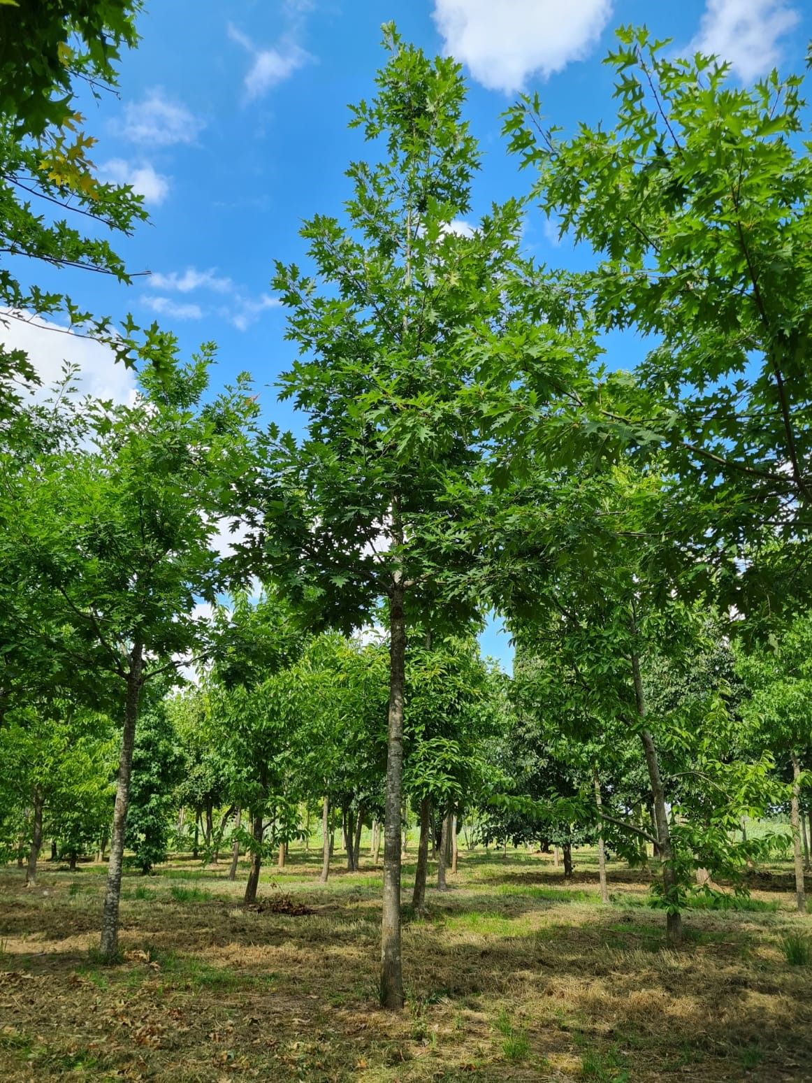 Jonge Amerikaanse eik | Hoogstam