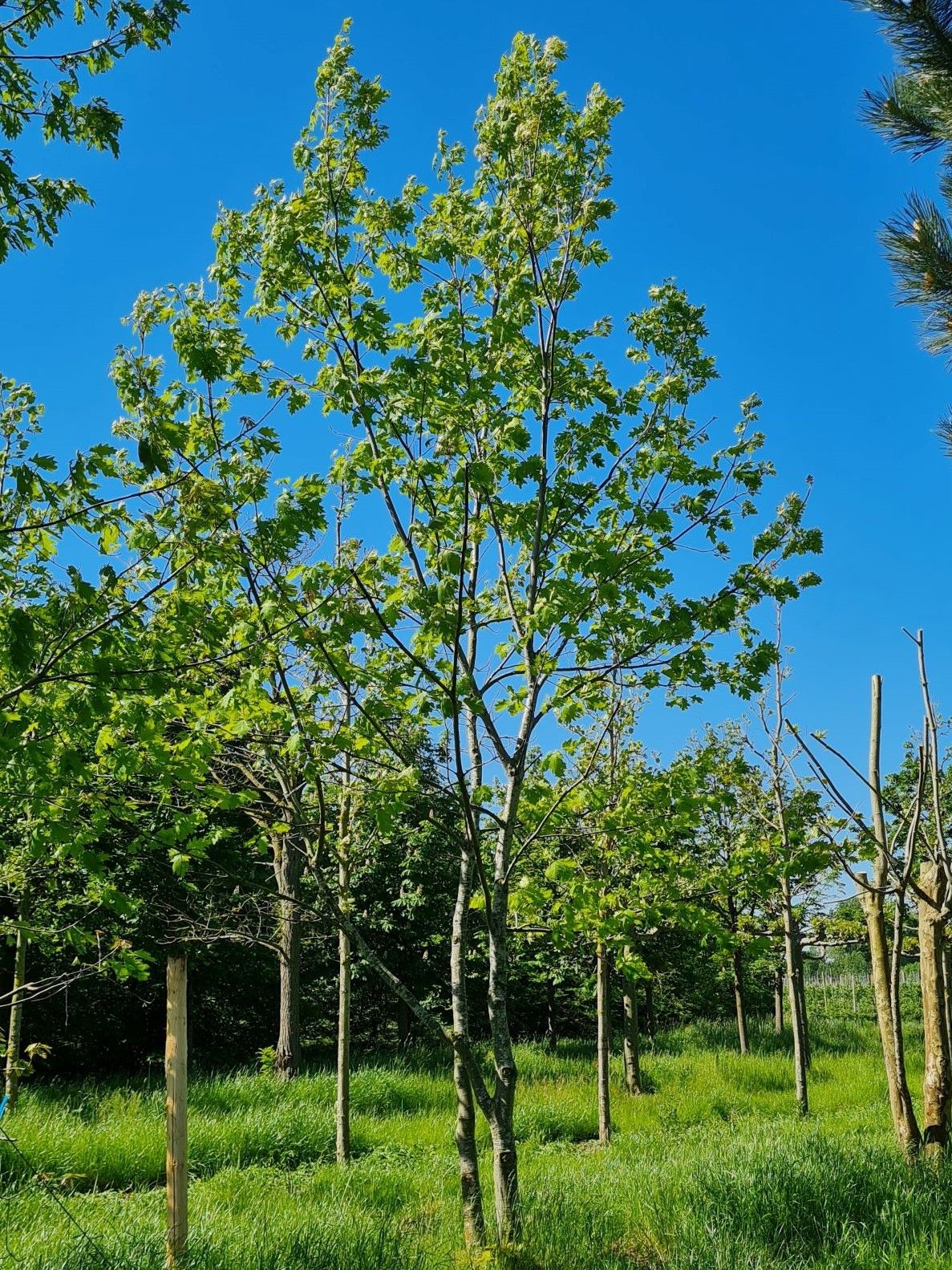 Jonge Amerikaanse eik | Meerstammig