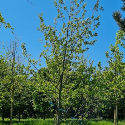 Volwassen Amerikaanse eik | Laagstam