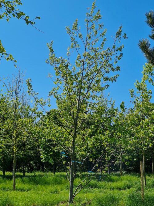 Amerikaanse eik | Laagstam