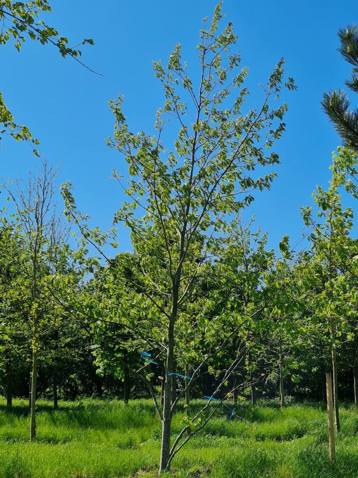 amerikaanse-eik Volwassen Amerikaanse eik | Laagstam