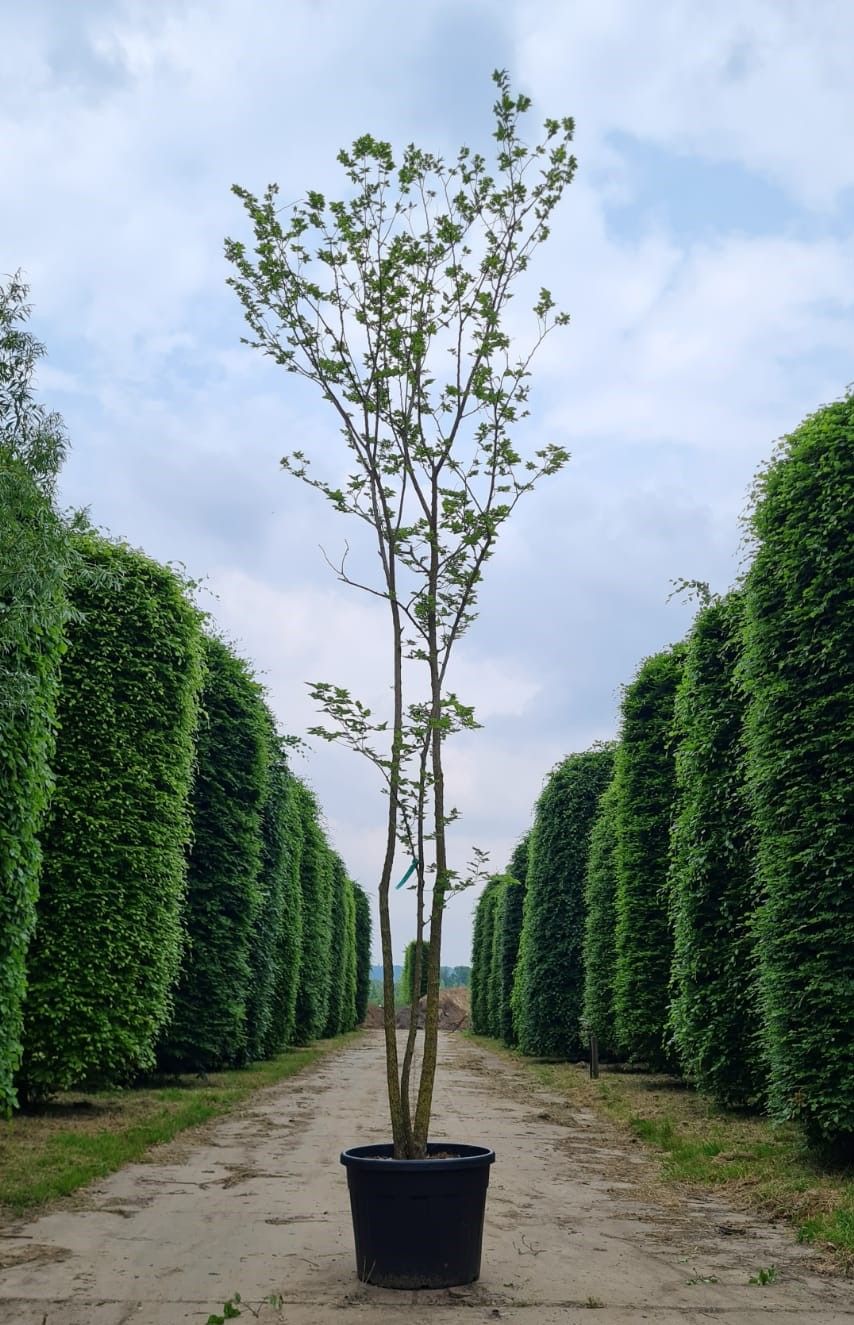 Jonge Westerse netelboom | Meerstammig
