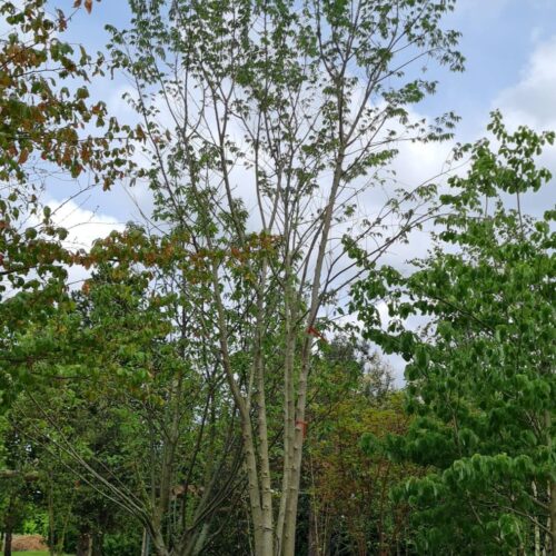 Jonge Europese netelboom | Meerstammig