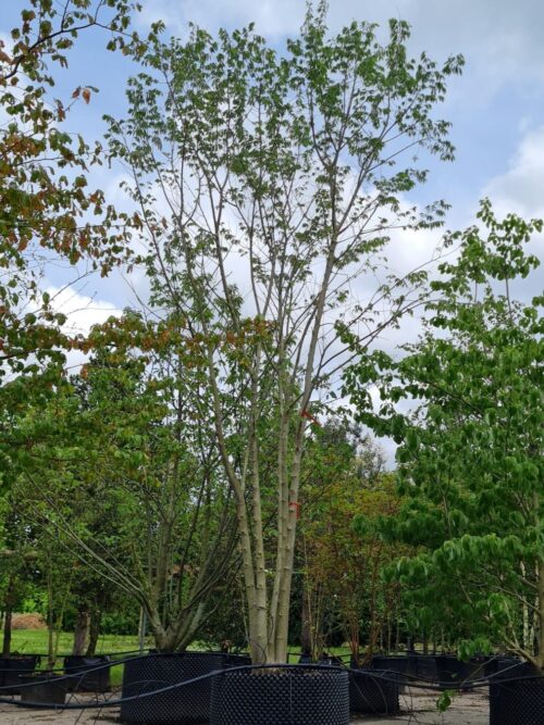 Europese netelboom | Meerstammig