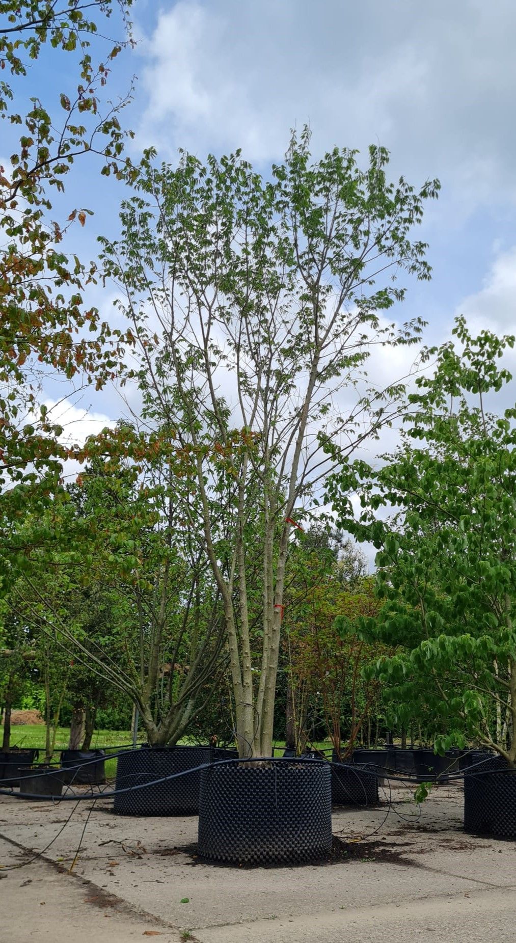 Jonge Europese netelboom | Meerstammig