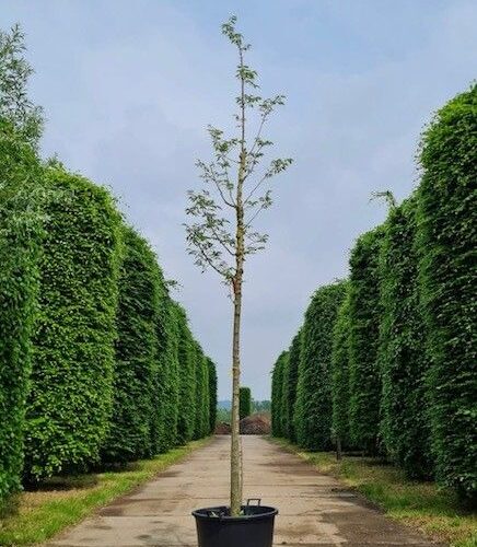 Jonge Europese netelboom | Hoogstam