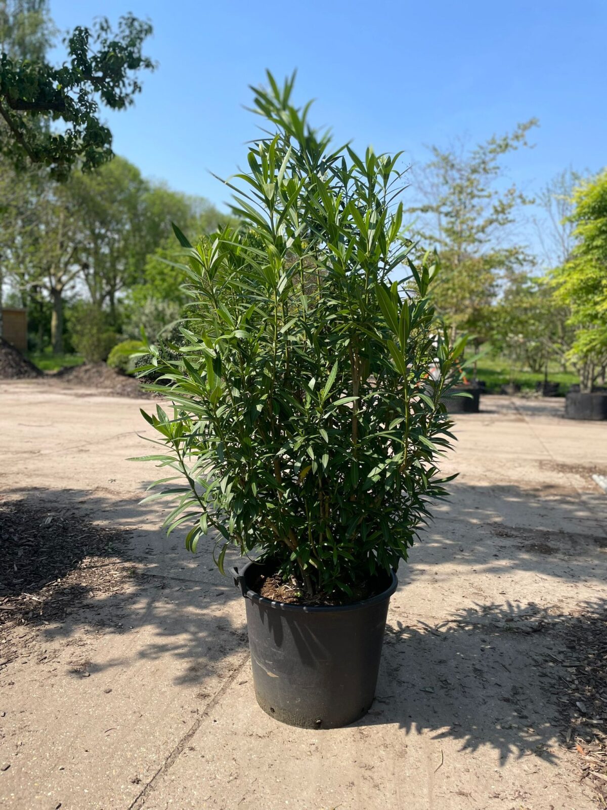 Jonge Oleander | Struikvorm