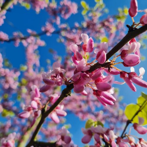 Jonge Judasboom | Halfstam