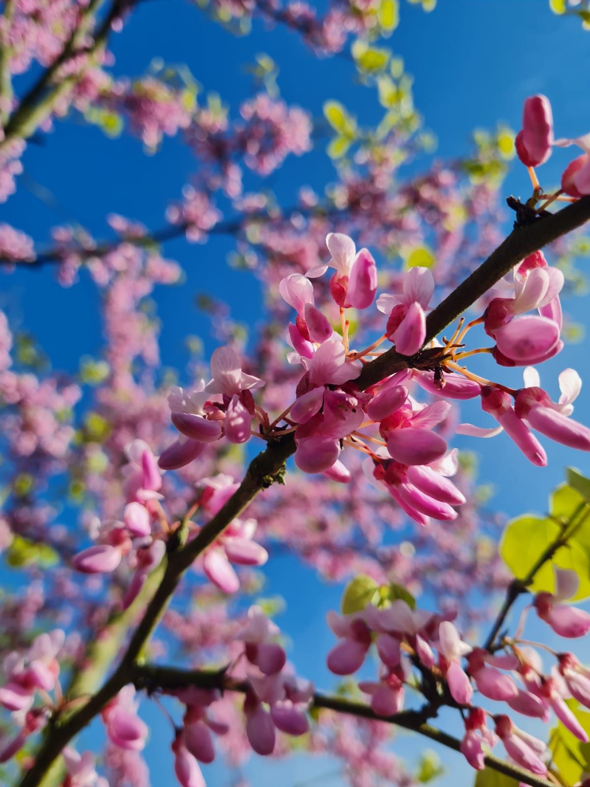 Jonge Judasboom | Halfstam