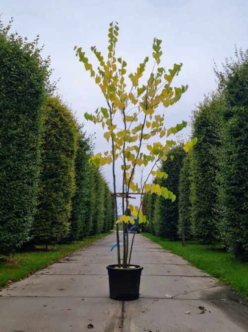 Amerikaanse judasboom | Meerstammig