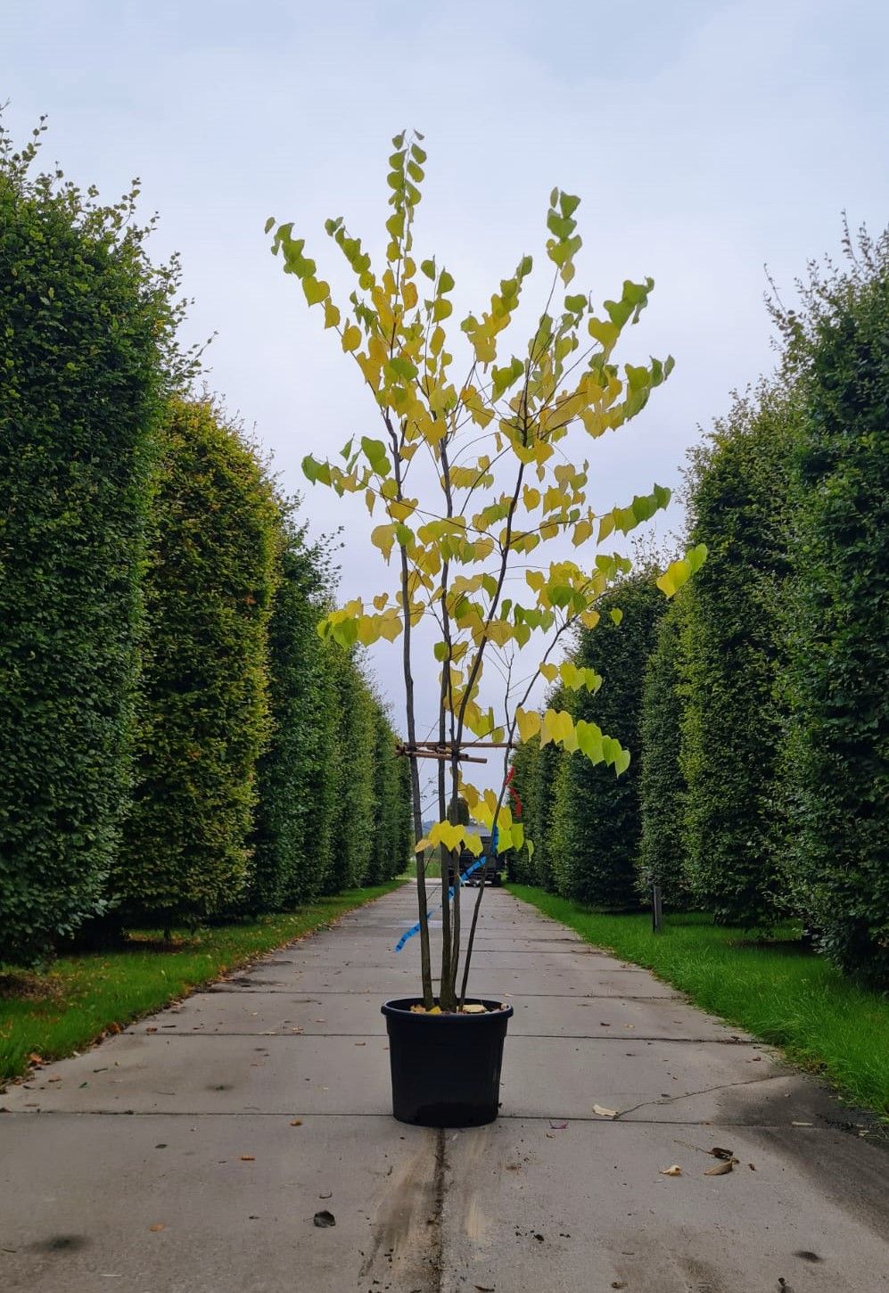 Jonge Amerikaanse judasboom | Meerstammig