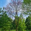Anna Paulownaboom | hoogstam | volwassen bomen