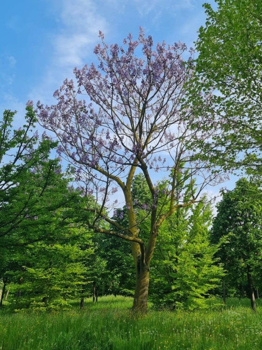 Anna Paulownaboom | hoogstam | volwassen bomen