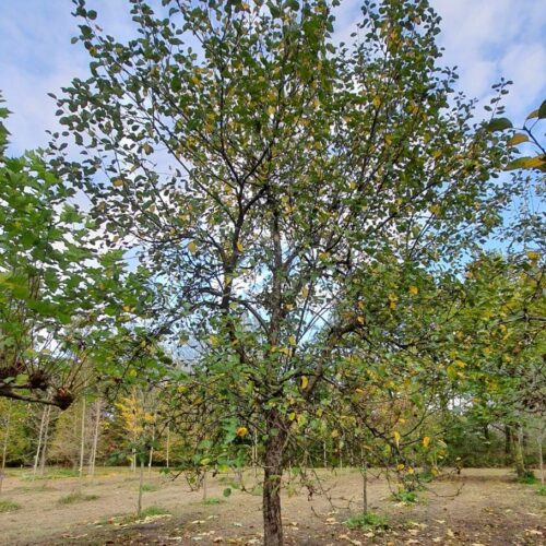appel-boom-lunterse-pippeling- Volwassen Appelboom 'Lunterse Pippeling' | Hoogstam