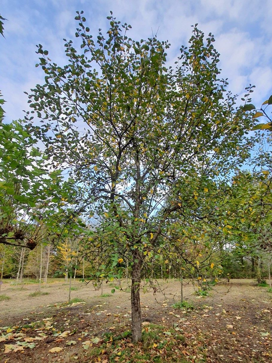 appel-boom-lunterse-pippeling- Volwassen Appelboom 'Lunterse Pippeling' | Hoogstam