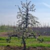 Volwassen Appelboom 'Delcorf' | Laagstam