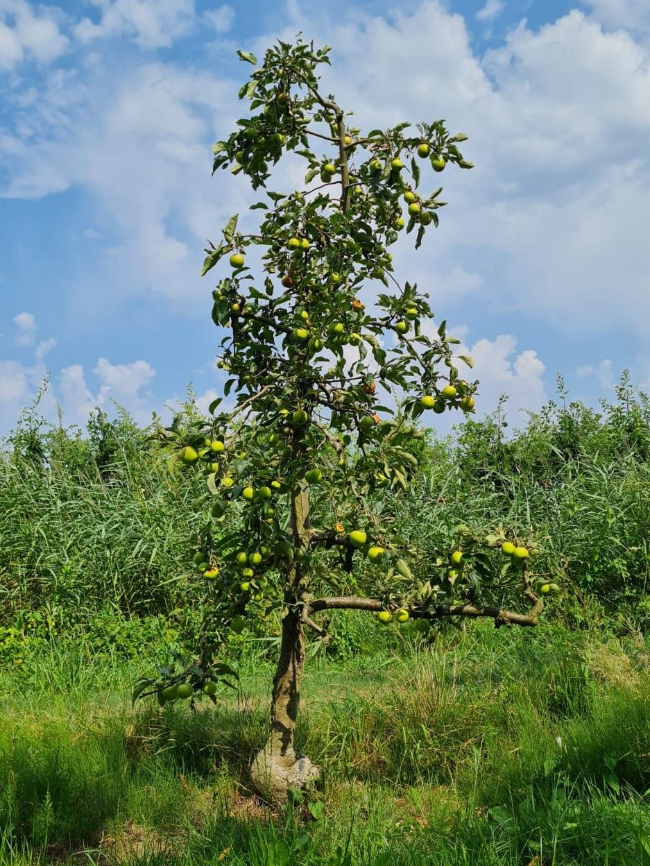 Jonge Appelboom 'Delcorf' | Laagstam
