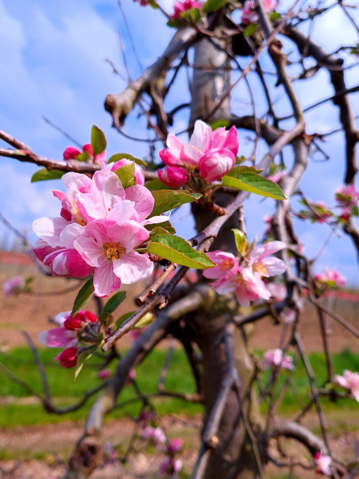 appelboom-elstar- Jonge Appelboom 'Elstar' | Laagstam