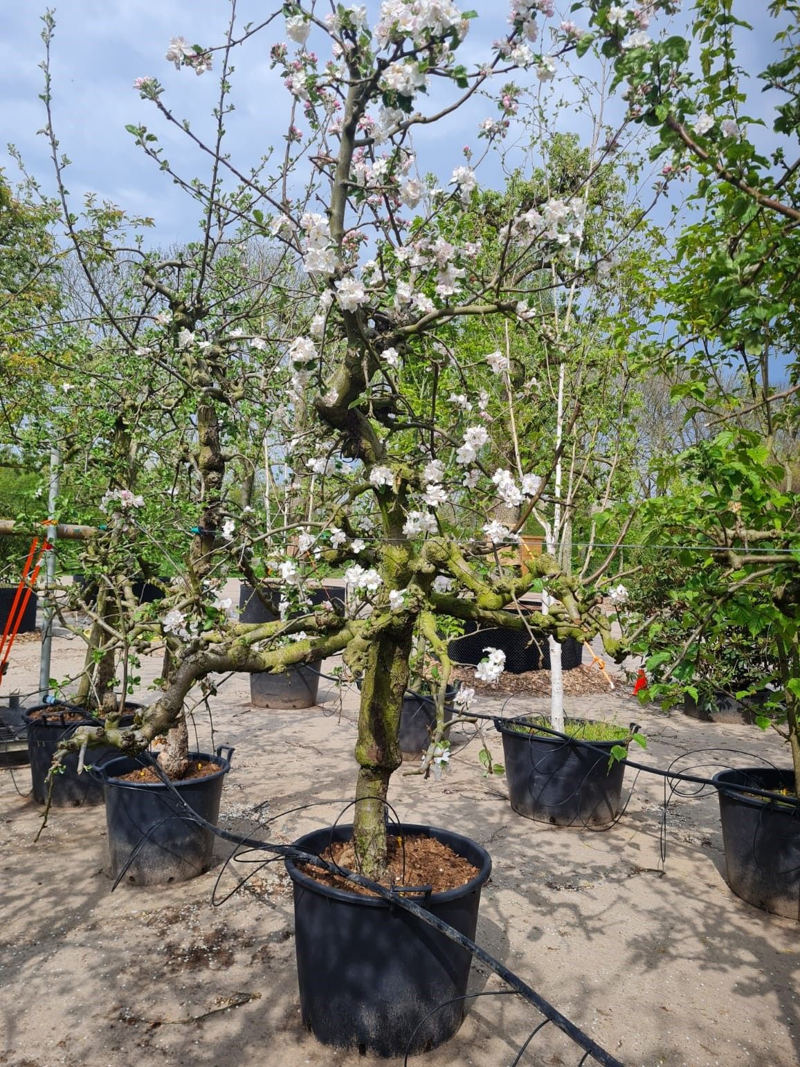 appelboom-goudreinetrode-boskoop- Jonge Appelboom 'Goudreinet/Rode Boskoop' | Halfstam