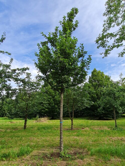 Appelboom 'James Grieve' | Halfstam