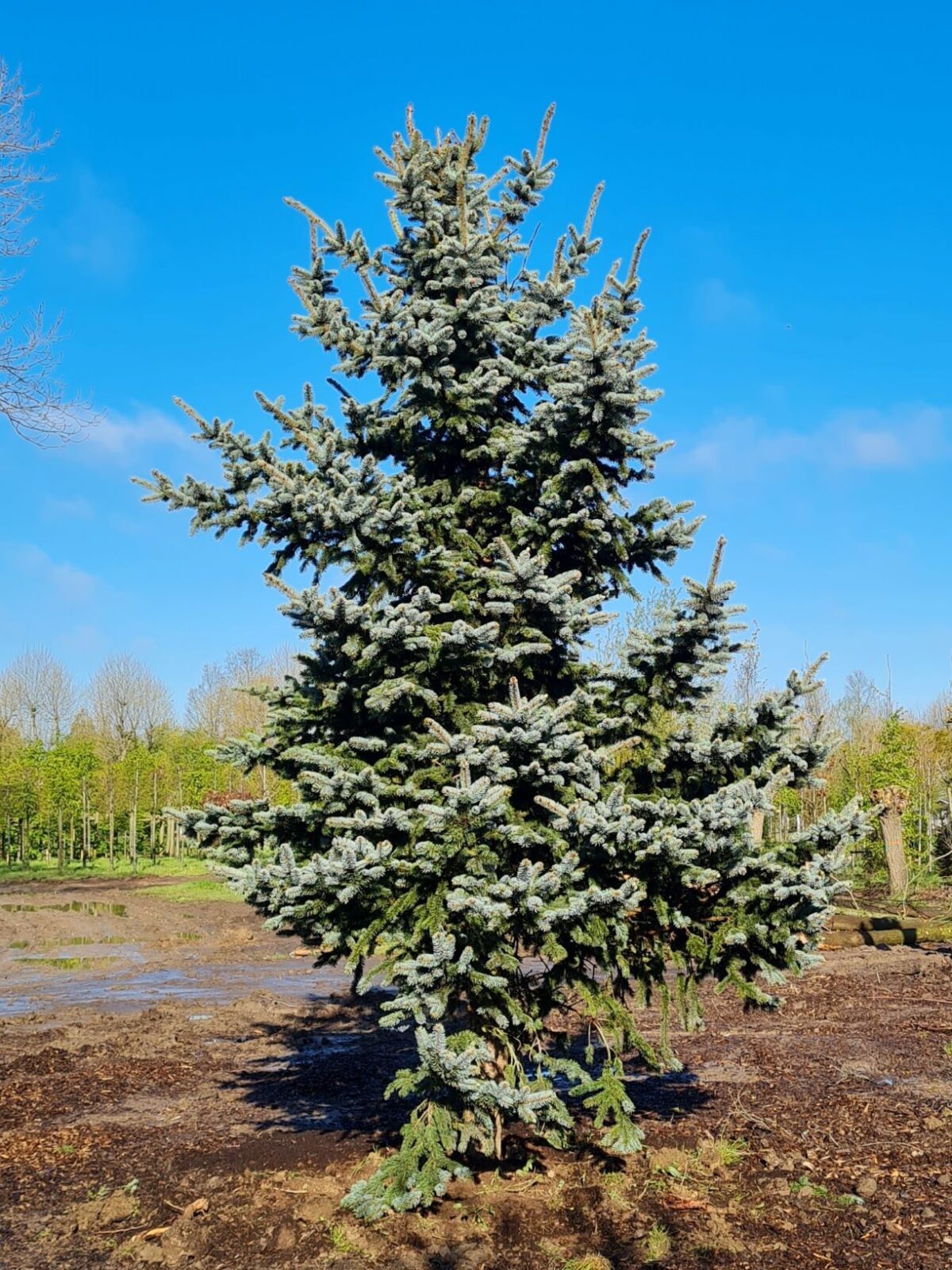 Volwassen Blauwspar | Hoogstam