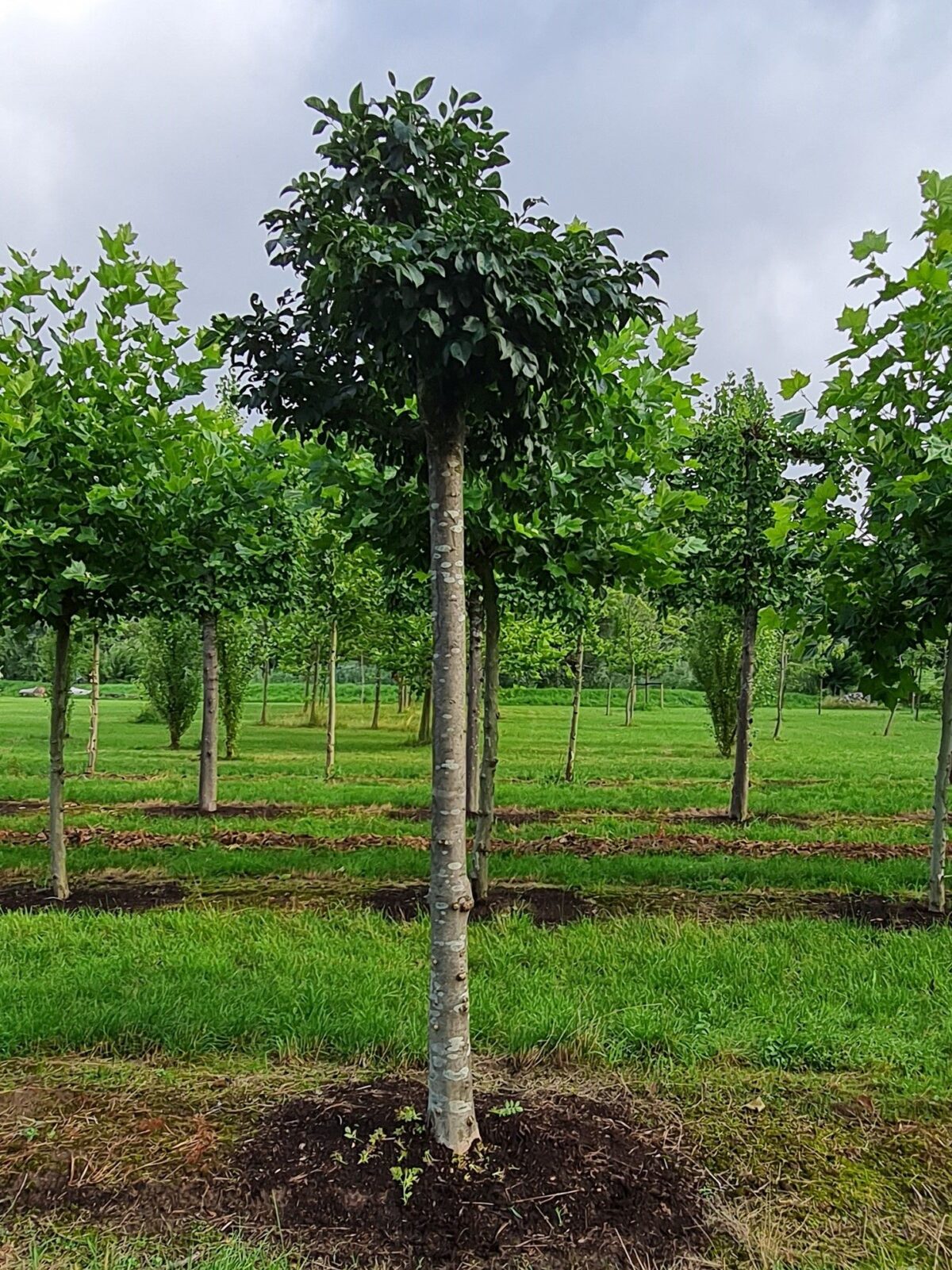 bol-es-mecsek- Jonge Es 'Mecsek' | Bolvorm