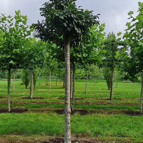 Jonge Es 'Mecsek' | Bolvorm