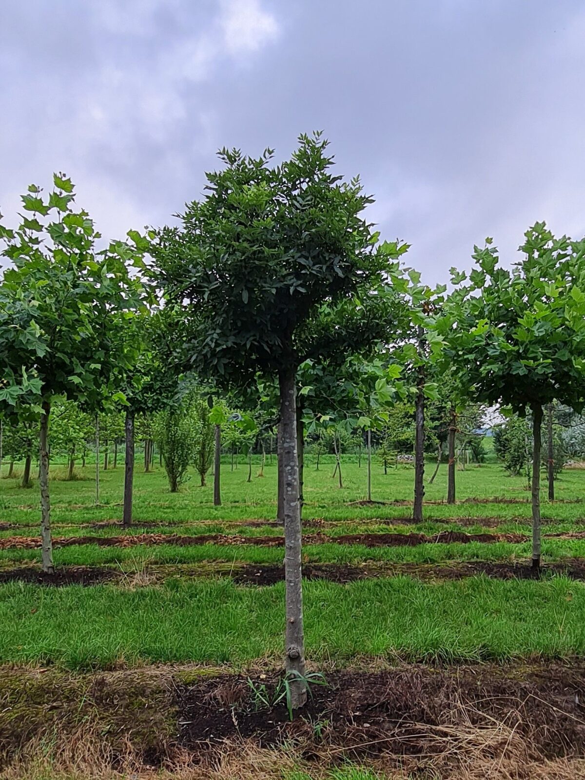 boles-nana- Jonge Es 'Nana' | Bolvorm