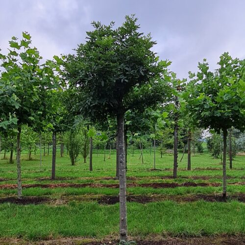 Jonge Es 'Nana' | Bolvorm