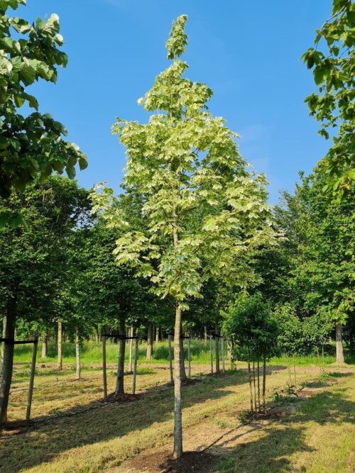 Bonte Noorse esdoorn | Hoogstam