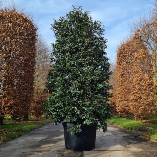 Camelia (Camellia Sasanqua Rosa)