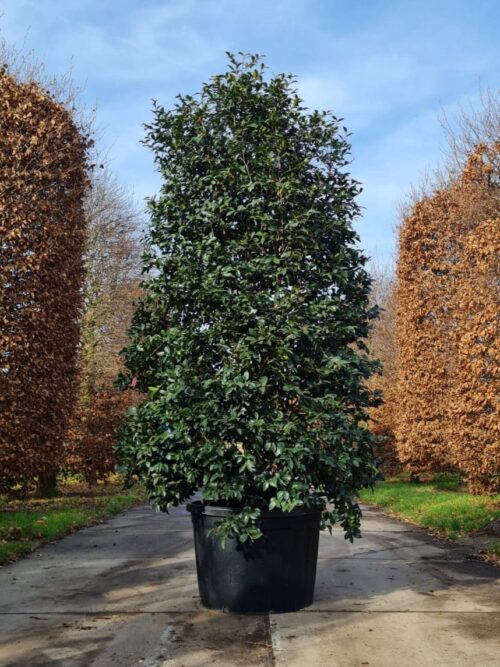 camelia-camellia-sasanqua-rosa Camellia sasanqua | Struik