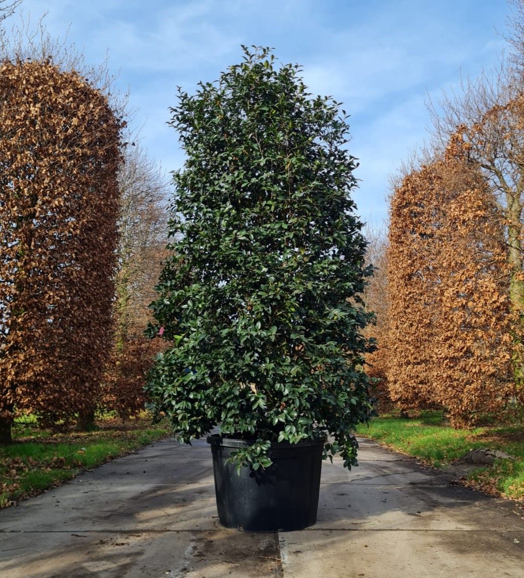 Camelia (Camellia Sasanqua Rosa)