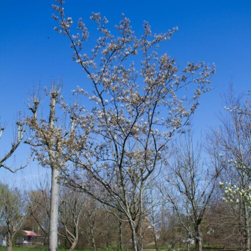 Jonge Canadese krentenboom | Meerstammig