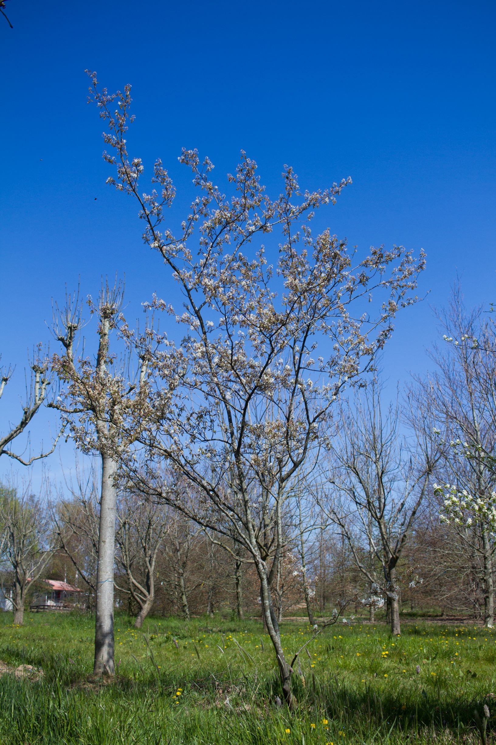 Jonge Canadese krentenboom | Meerstammig