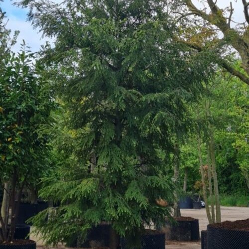 Canadese hemlock spar