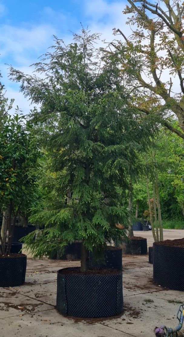 Canadese hemlock spar