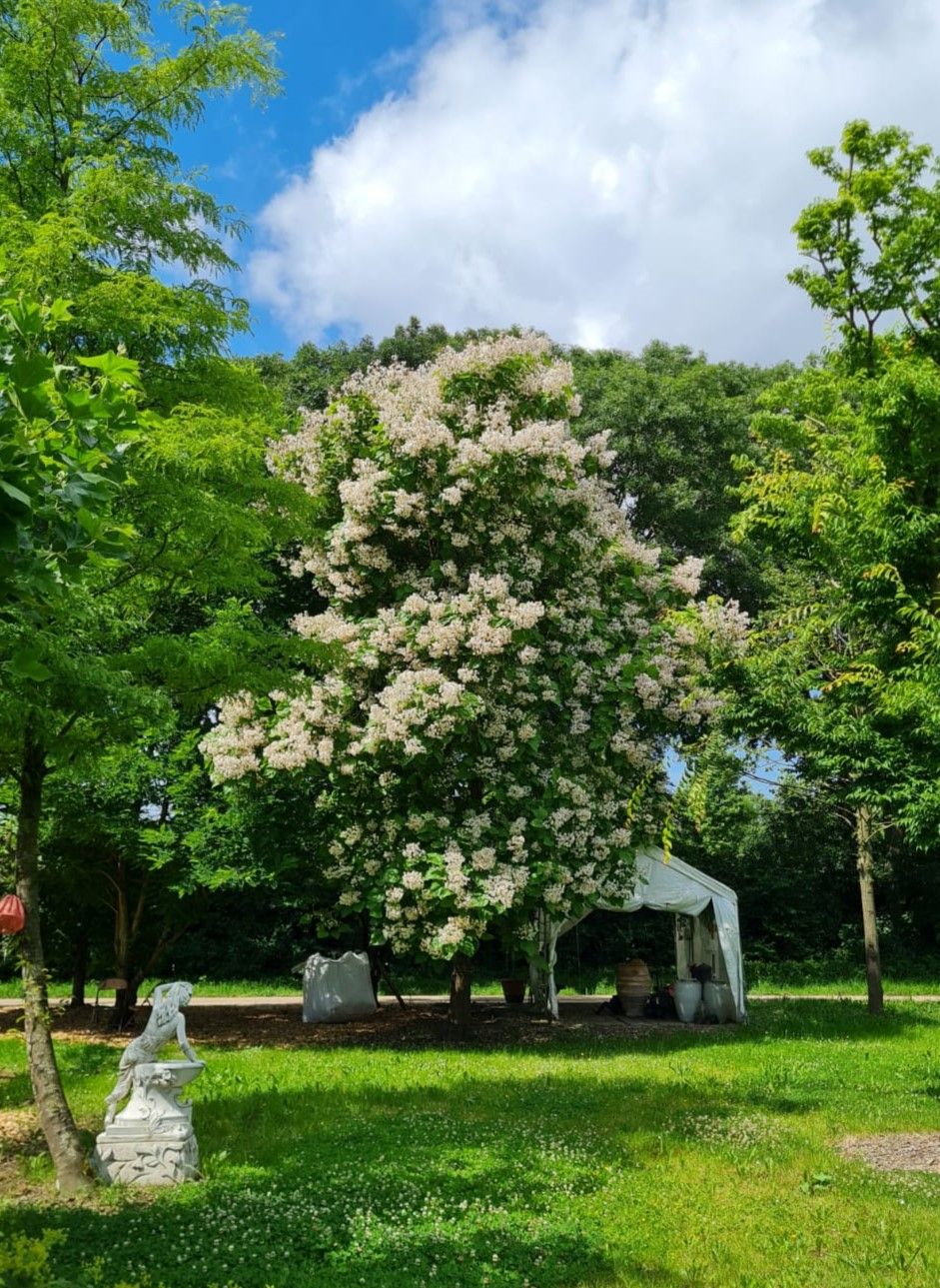 Volgroeide Trompetboom | Hoogstam