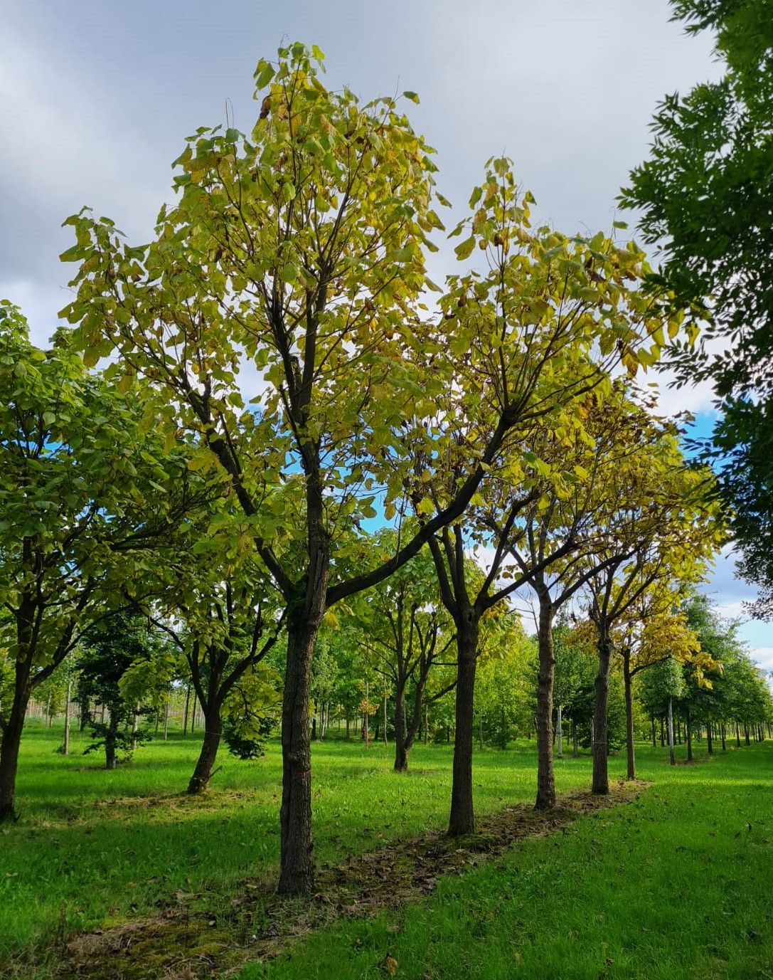 Volwassen Trompetboom| Hoogstam