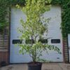 Volwassen Chinese Esdoorn | Meerstammig