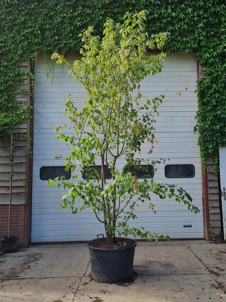 Volwassen Chinese Esdoorn | Meerstammig