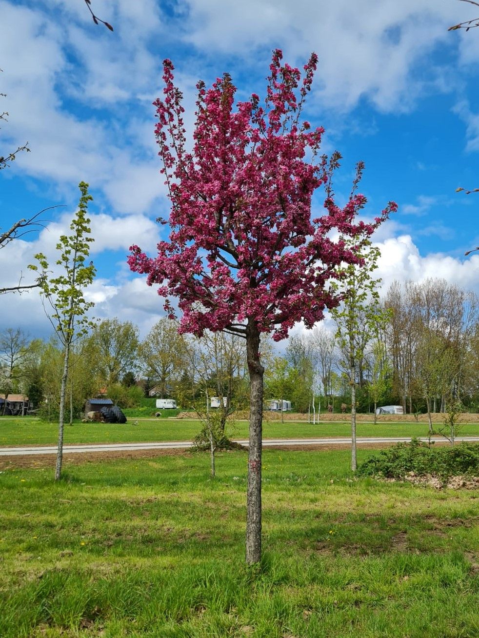 Volwassen Chinese sierappel | Hoogstam