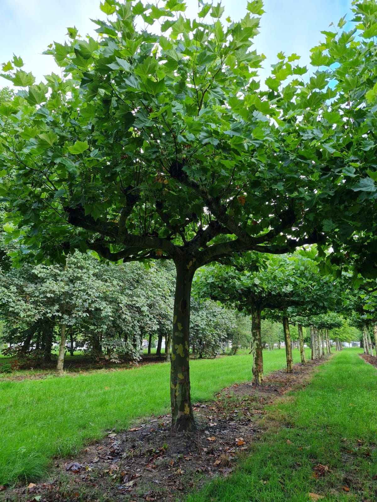 Volwassen Plataan | Dakvorm