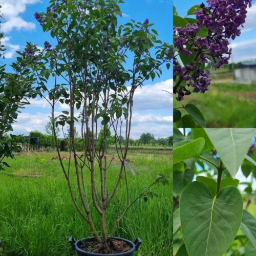 Sering 'Andenken an Ludwig Späth'