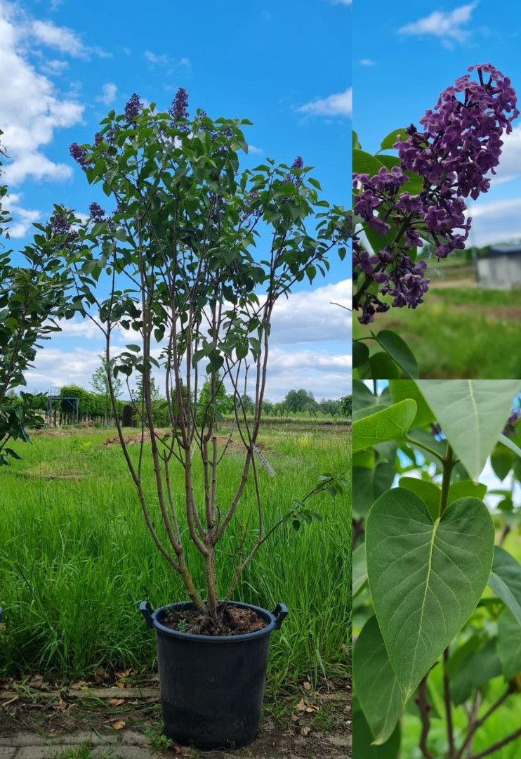 Sering ‘Andenken an Ludwig Späth’